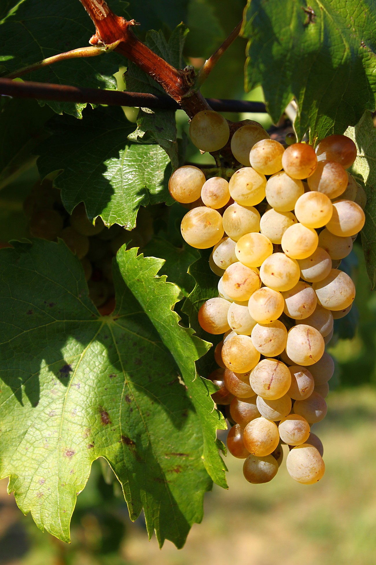 Furmint szőlőfürt