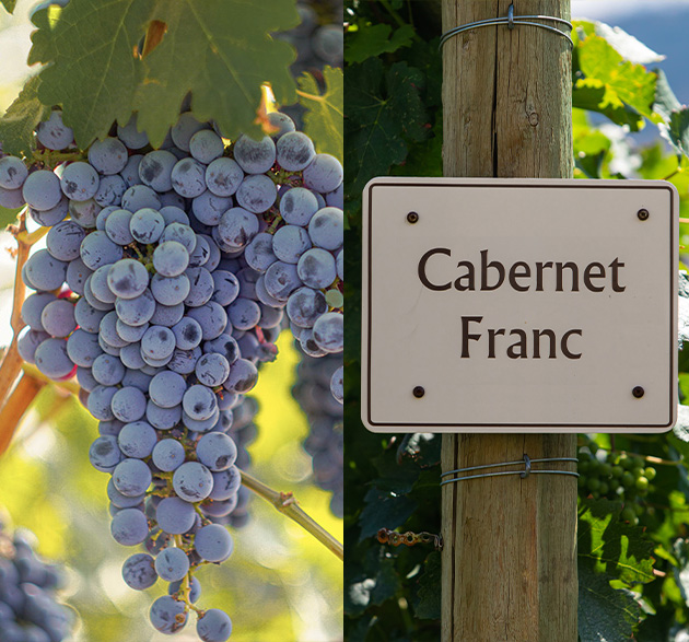 Cabernet szőlőfürt